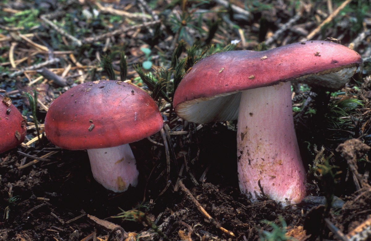 Russula xerampelina, Shrimp Mushroom